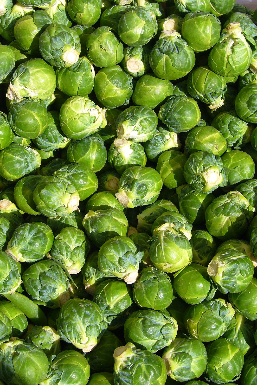 Effective Ways to Enjoy Keto-Friendly Brussels Sprouts in 2025: Tips and Recipes to Maximize Your Diet